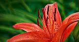 Spotted Orange Lily_P1150589-91